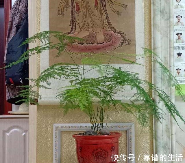 “10种”耐阴花,北阳台也能开花,现在养正是好时候!