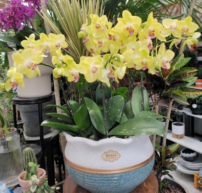 养蝴蝶兰,花谢后按这要求操作,开花就不是“一次性的”