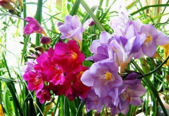 4种花最适合养阳台,一次开花300朵,每天都有漂亮花赏