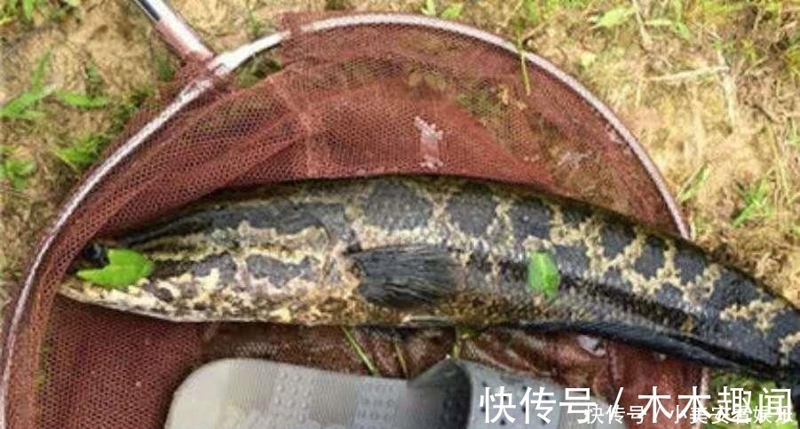 话不多说,天气再热只要用好这套黑鱼钓法,保你上了一条又一条