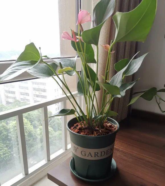 茉莉花扦插有机关,砍这一段枝条,插土里3天就活!