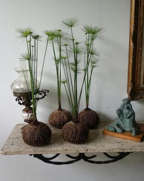 室内绿植种花不用盆，揉一个小球吊起来就让家里美翻