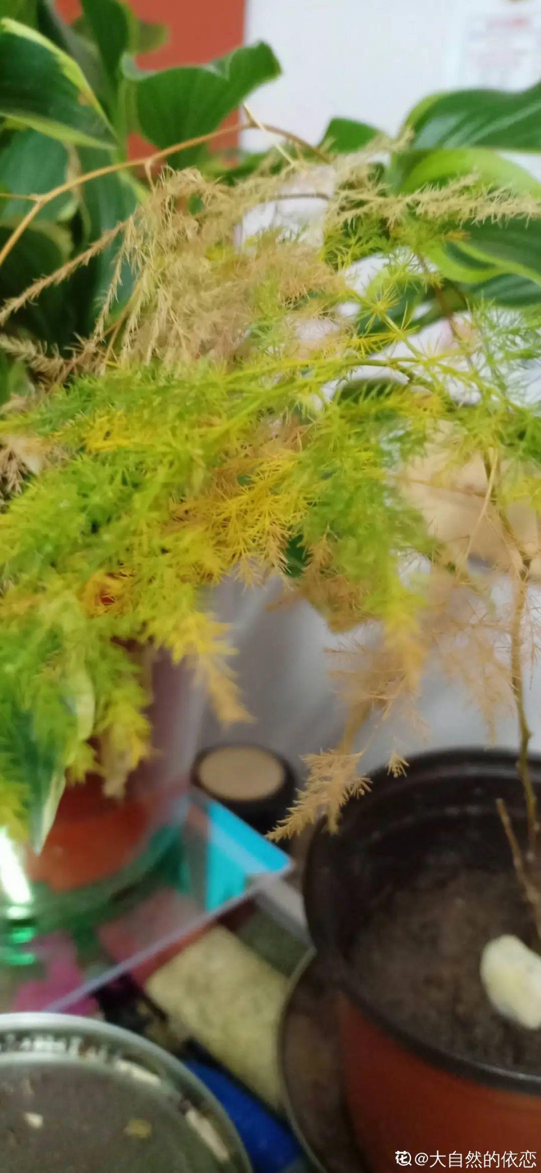 干枯|10种花特怕晒，越晒越黄叶，搬阴凉地儿才能活！