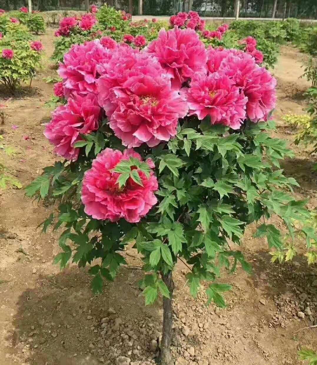 大花|花朵碗口大,喜欢看大花的别错过