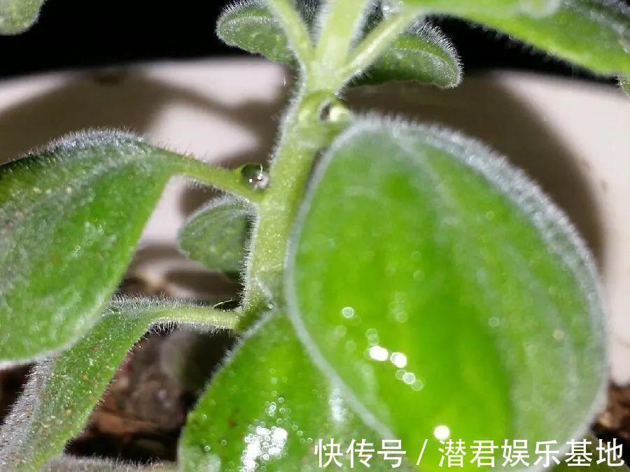 可以浇花的药,过期也要留着,保花不生虫、不生病!