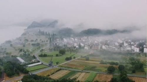 老年|超美超震撼！建德这片花海值得一看