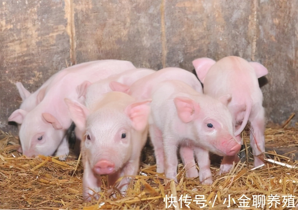 肠道出血|中大猪腹泻是什么原因?成年猪腹泻的主要原因是什么引起的?