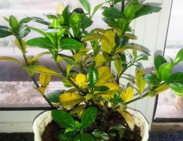 室内养花,有3个“禁忌”,难怪黄叶不开花,现在改了还不晚