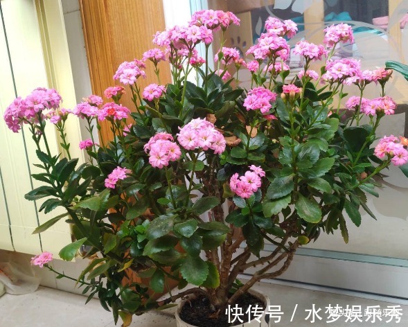 4种“吉利花”,放客厅最合适,好看又镇宅!日子过得红红火火!