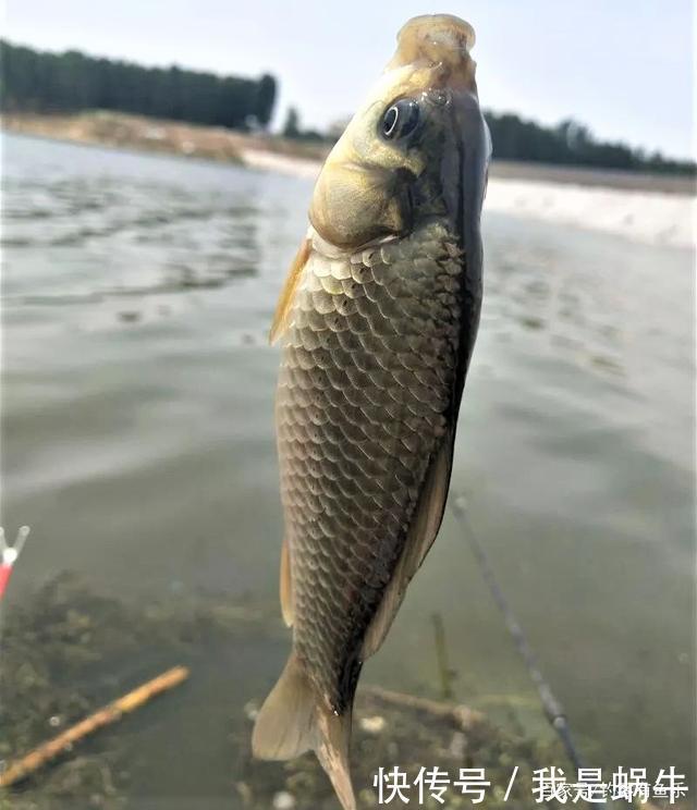 味型|夏季高温鲫鱼难钓搞懂其中奥妙,夏季野钓不难爆护