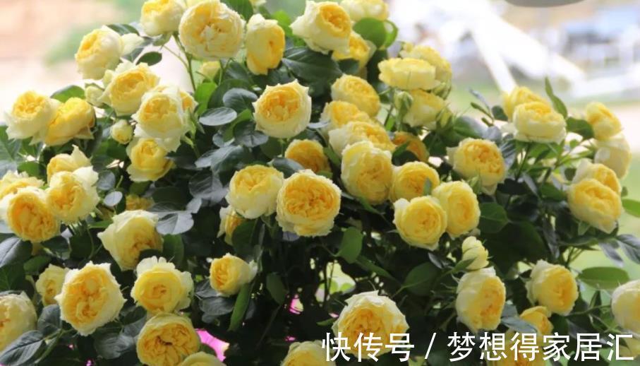 此款黄色微型月季，种一次年年开花，皮实好养颜值高，适合新手