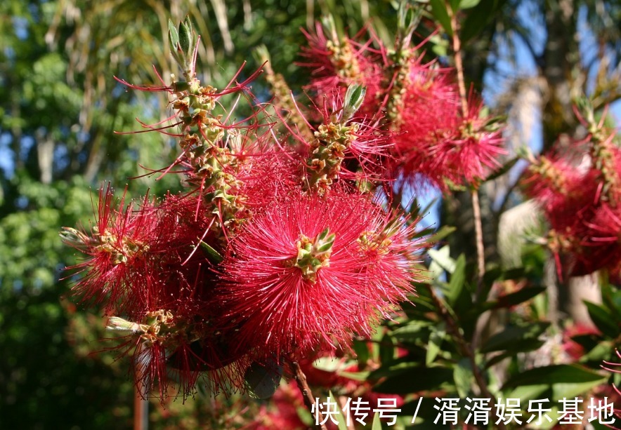 网球花|此花犹如非洲的人们头上的小辫，观赏价值极高，象征着庄严和富裕