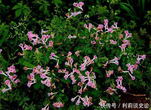 此款“头疼花”,开花量大,价值珍贵,长多了令人发愁!