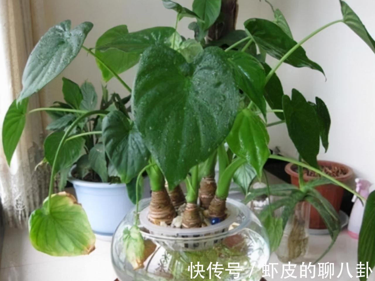 农历九月十八霜降后,养什么花?家里养3种花,生活如意身体康健