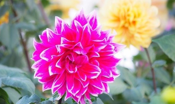 大丽花怎么养从选盆开始教你“5步走”,轻松开爆盆