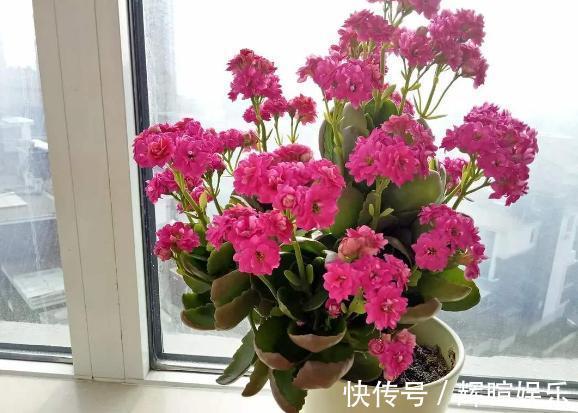 新手花友养长寿花,该牢记哪些才能一年四季开花