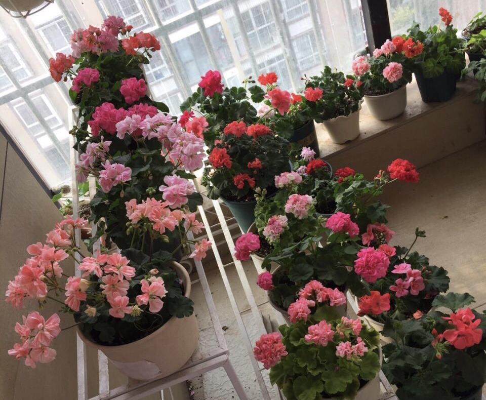 养花|黄豆泡一泡，倒进花盆里，劲大营养足，养花种菜一级棒