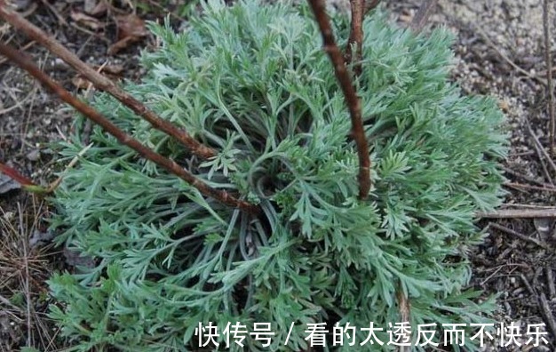 泡水|人称“护肝王”的野草，就在田间地头，泡水能远离肝炎、肝硬化