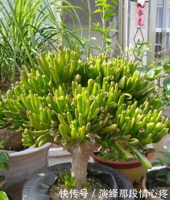 7元买的吸财树,养出“上千头”,老桩胳膊粗,比“珊瑚”还好看!