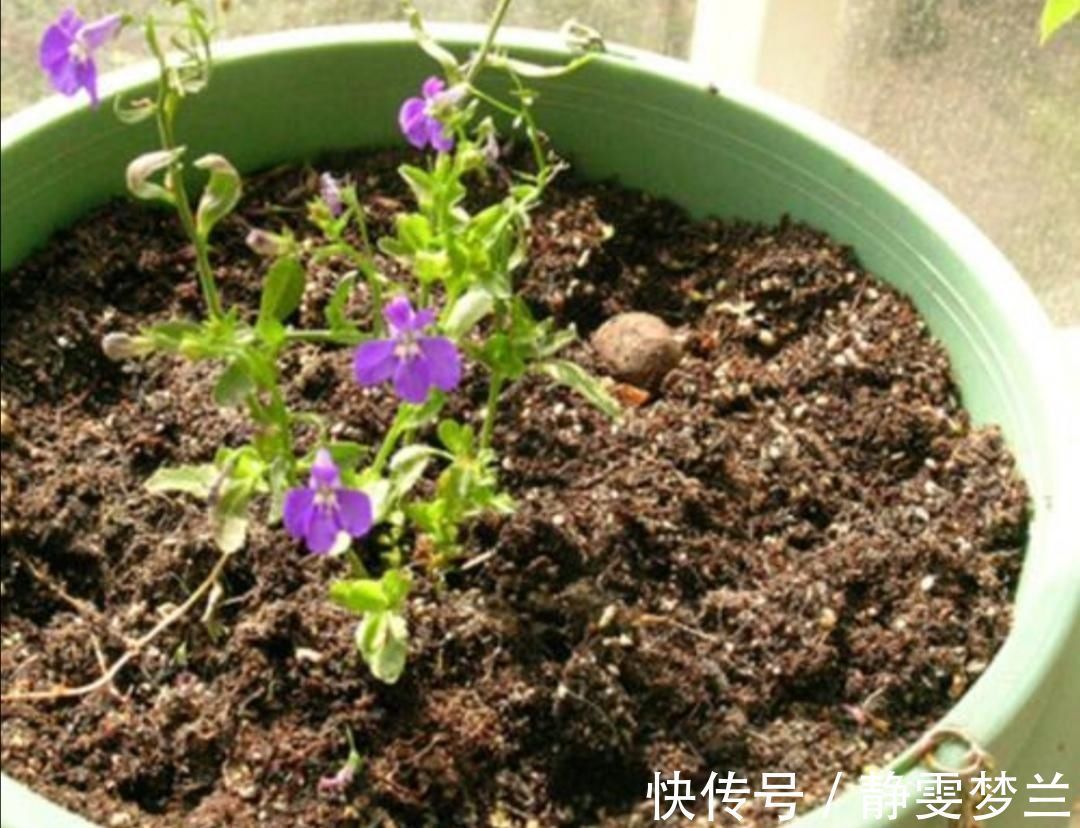 养分|旧花土不要扔,简单处理,掺上几种料,又成很好的“营养土”