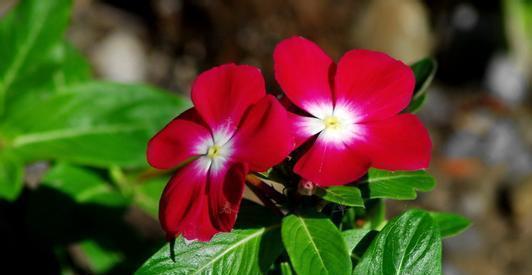 种花|这10种花花期超长又好养,你都知道吗?