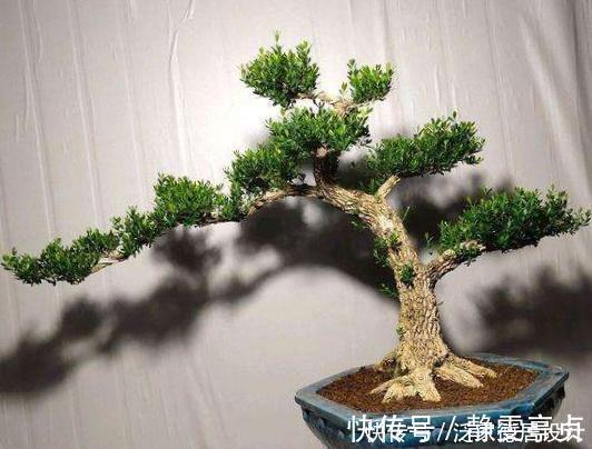 枝干|哪种黄杨最美？怎样栽培？制作盆景该注意什么