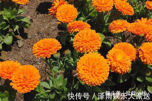 被忽视的一种花,花朵鲜艳,还能吃,药用价值也不低