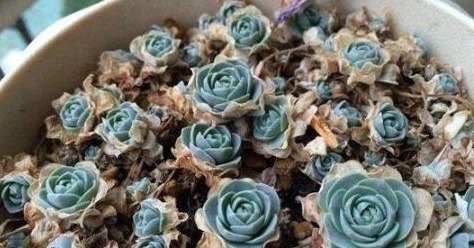 浇水|“懒人最爱”的多肉,养上几盆,不用费心管理,好养又省心!