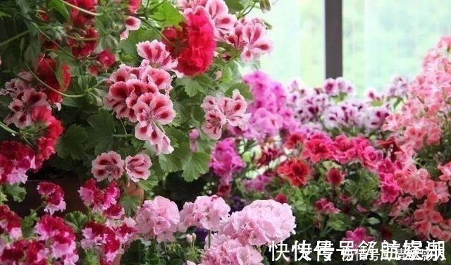 7㎡迷你“阳台造园”小阳台这样布置,也能美成的花园!