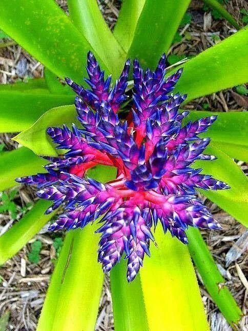 太太太漂亮了,绝对没有见过,发到群里,朋友们会爱死你的!