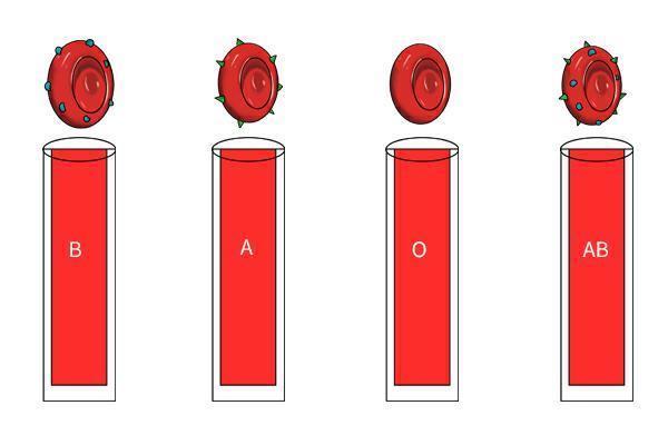 体质|A型、B型、AB型、O型,四大血型,哪一种体质最好,哪种易生病