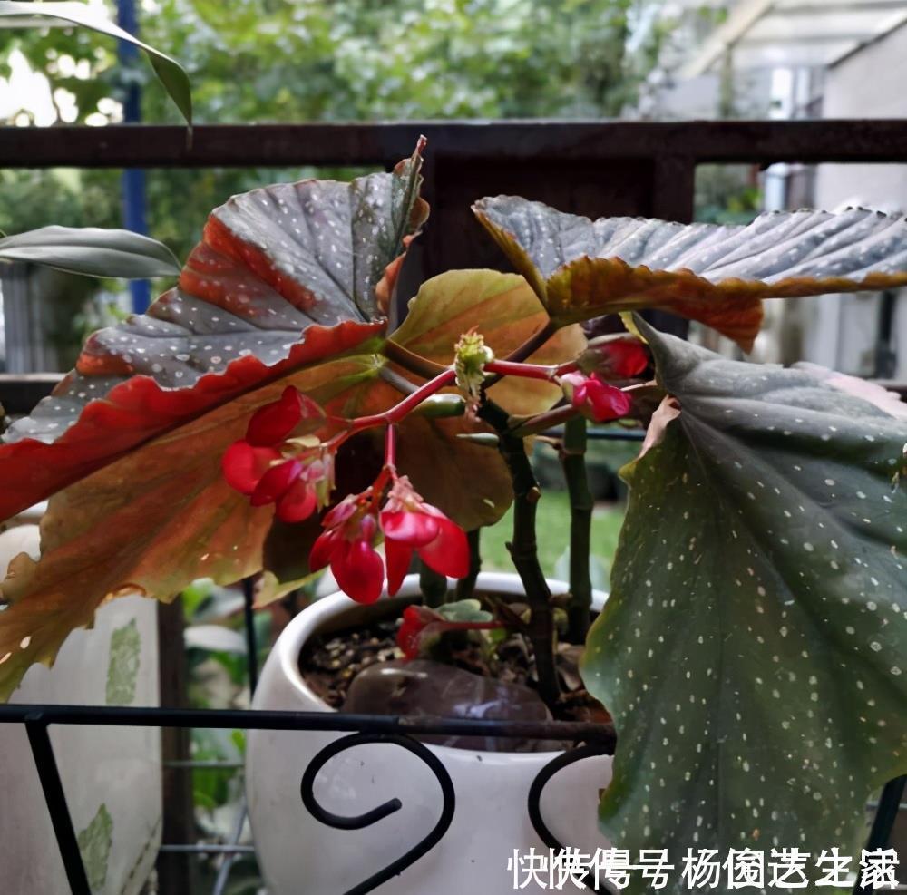 养花|封闭阳台不能养花?才不是呢!选这几种,打造自己的小花园