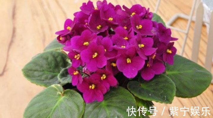 养花就养4种花,好养易爆盆,关键净化空气最厉害!