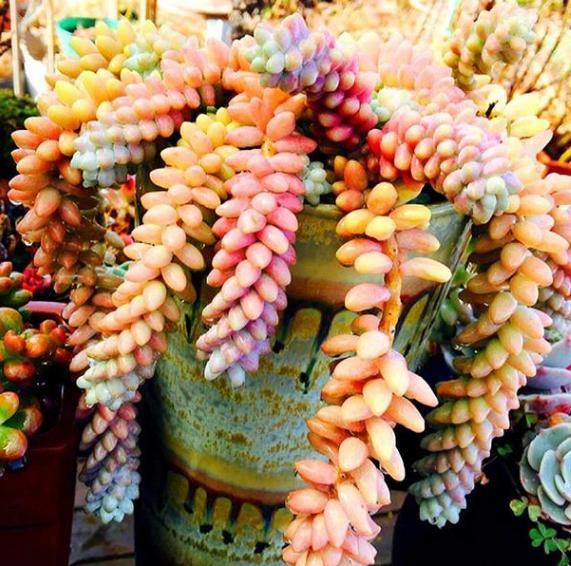 想要多肉瀑布就盆栽佛珠、紫玄月、玉缀，搁在窗台还能遮阴