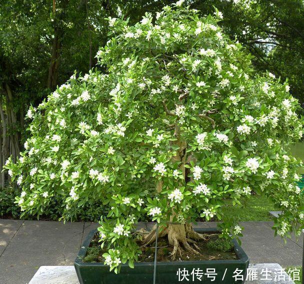 茉莉花扔了吧此花一年开180天,四季飘香,说啥都要养一盆