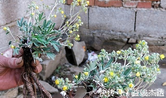 陵菜|根似“人参”味道甘甜，乡下小孩挖它当零食，如今30元有人收！