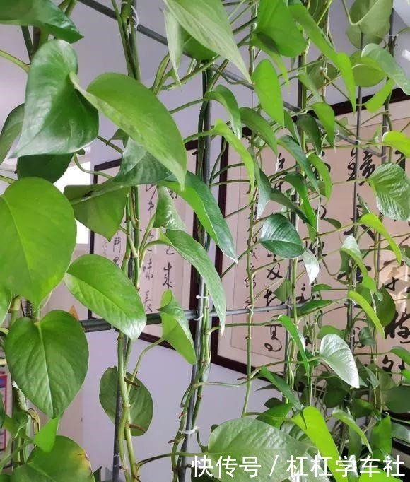 养绿萝“拉一拉”,长得满屋都是,4个方法一学就会!
