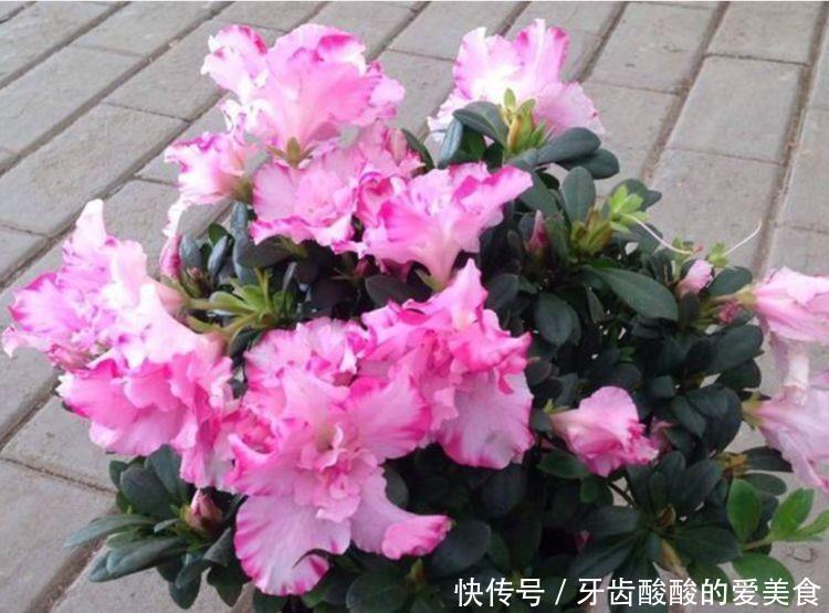 几种花卉便宜又好养,阳台盆栽上几盆,全年开花不停