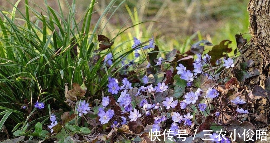 齐名|一种与樱花齐名, 但好像比它更珍贵的花