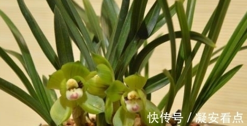 兰花真的很难养?想要养好牢记3点,知道以后兰花养的绿油油