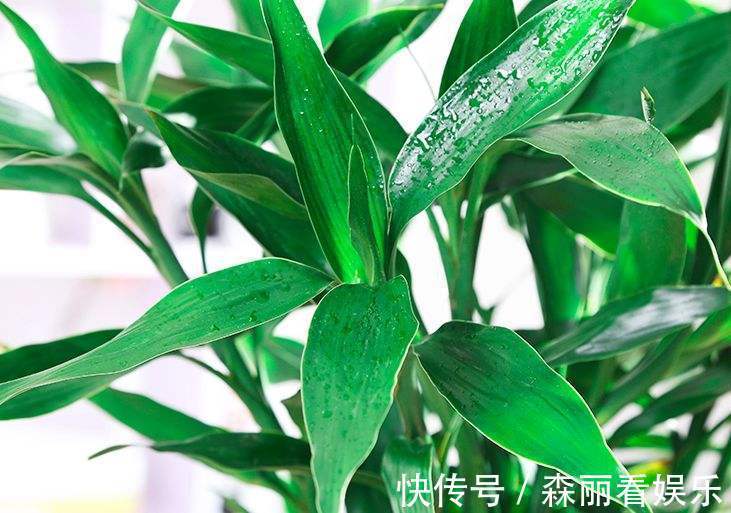 富贵竹要怎么养能晒太阳吗掌握方法,将富贵竹养得根壮叶绿