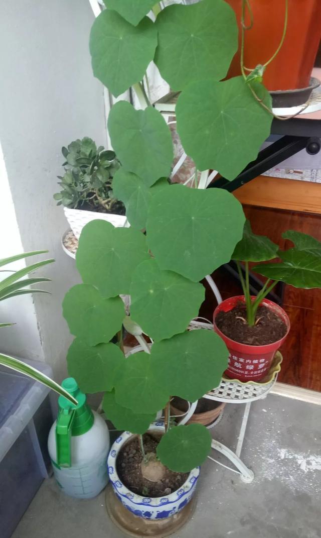 这花有个大肚子,里面全是水,1个月不浇照样活