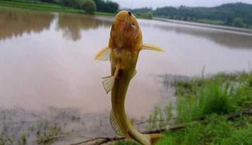 长竿|手竿钓黄颡鱼的实战技巧,这种钓法简单易学,让你轻松钓到黄颡鱼