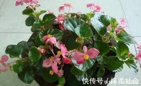 爆盆|此几种花只要扦插就能成活爆盆,比几十块买来的都要漂亮