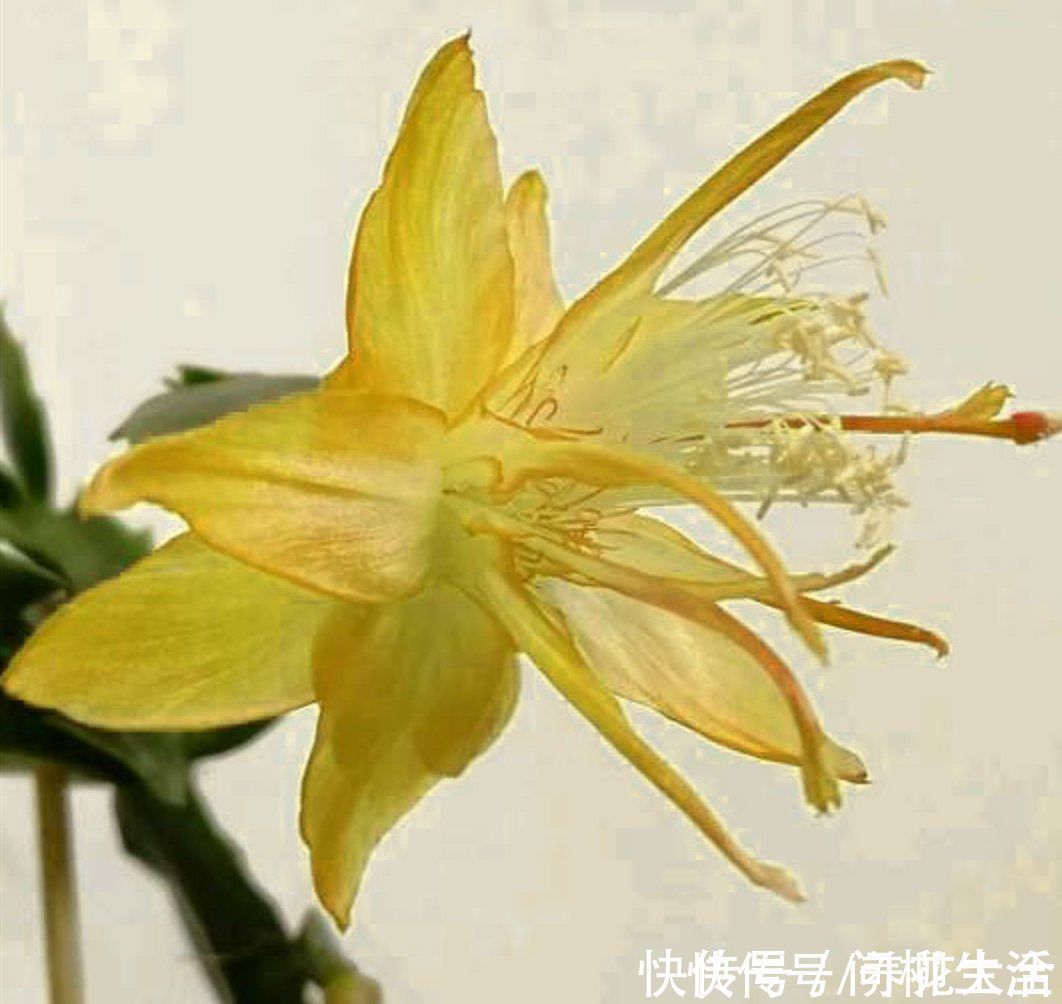 水仙|上万块的蟹爪兰，开花像烟花，养过的人不多