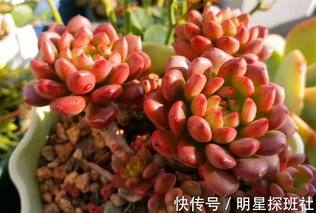 蓝豆|6种多肉秋天施点肥，爆头又上色，但有两类多肉秋天也不适合施肥