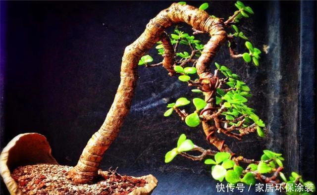 苍劲|金枝玉叶这样养,叶片翠绿玲珑,枝干苍劲古朴,一年养成盆景老桩