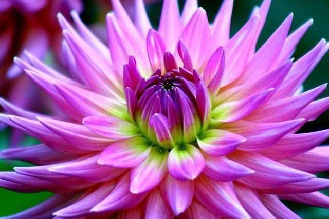 颜值超高的花卉,花开媲美玫瑰,花朵姿态万千,好养易爆盆