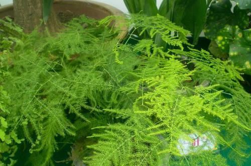  瘦弱|文竹怎么养，那么瘦弱，能养好吗