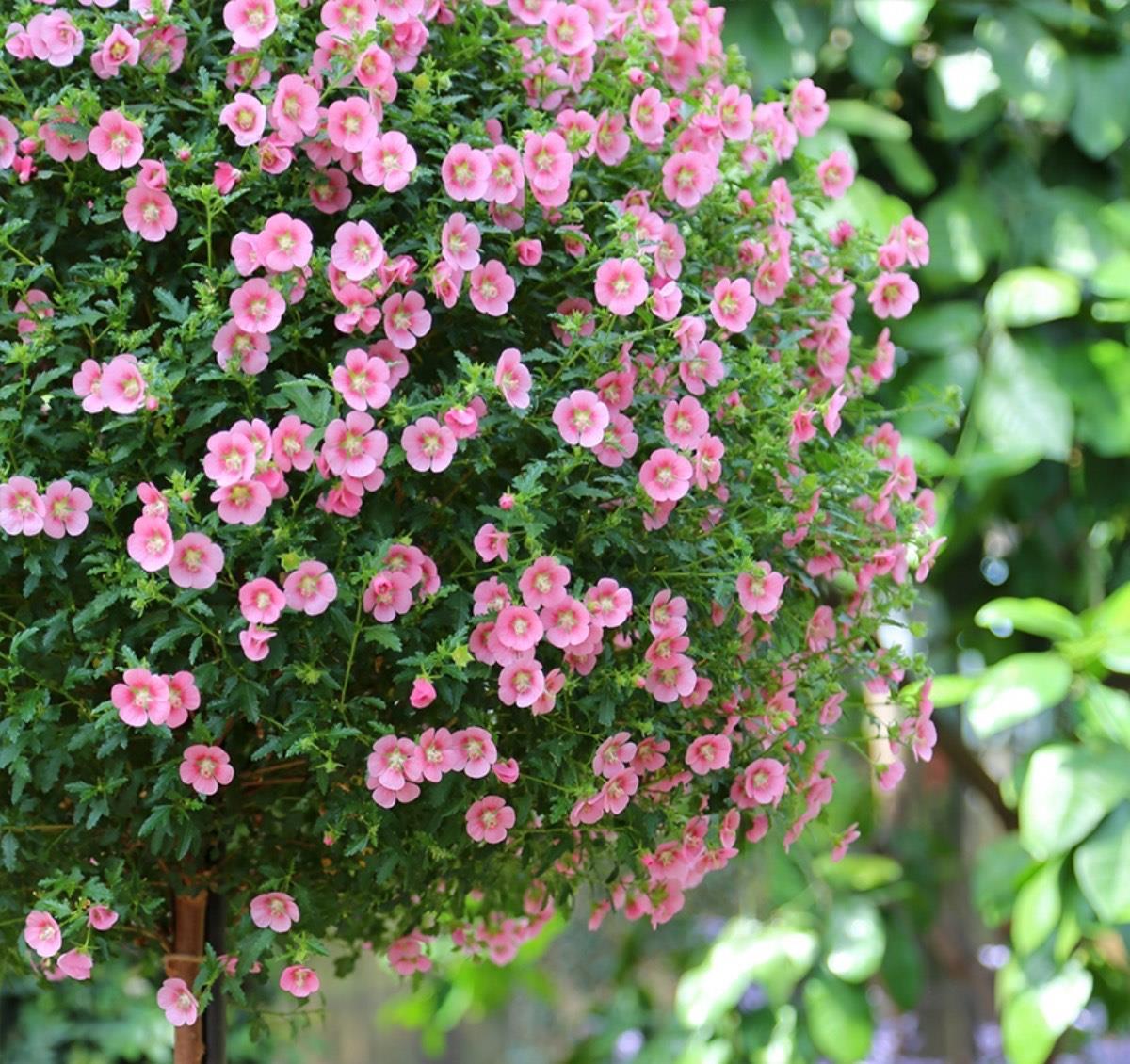 窗台|好养的3种开花机器,小阳台小露台小花园都可以养,越开花越多